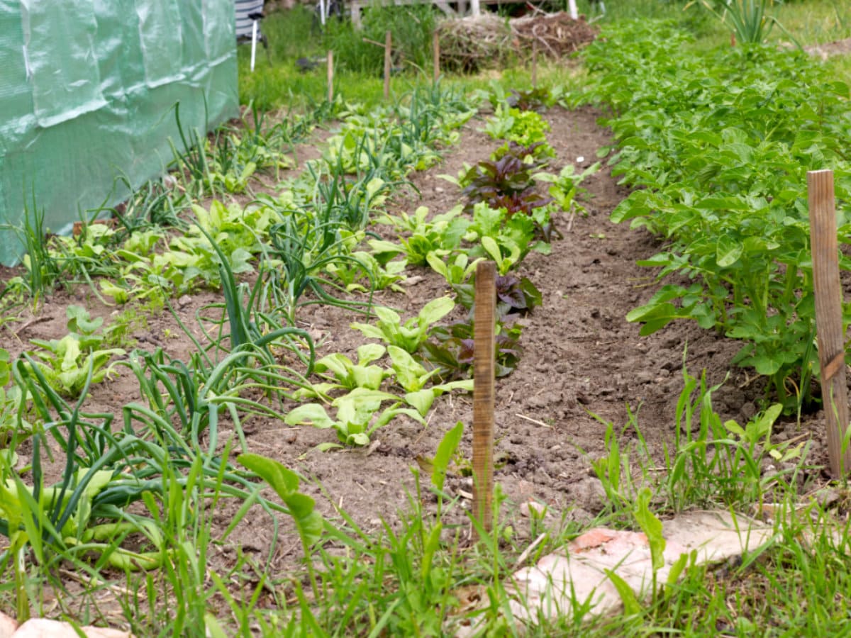 Gemeinschaftsgarten Beet Alt Ungnade