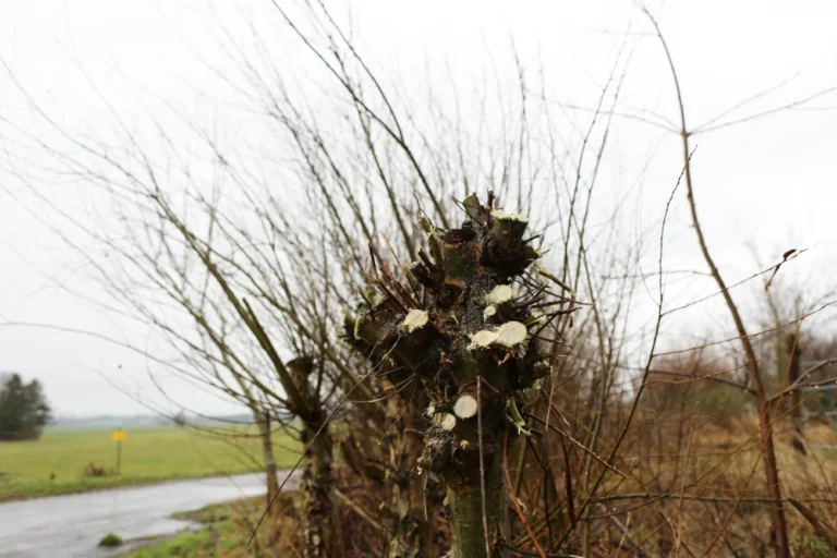 Nahaufnahme eines stark beschnittenen Weidenbaums mit abgesägten Ästen, umgeben von kahlen Zweigen an einem grauen, winterlichen Tag in einer ländlichen Landschaft.