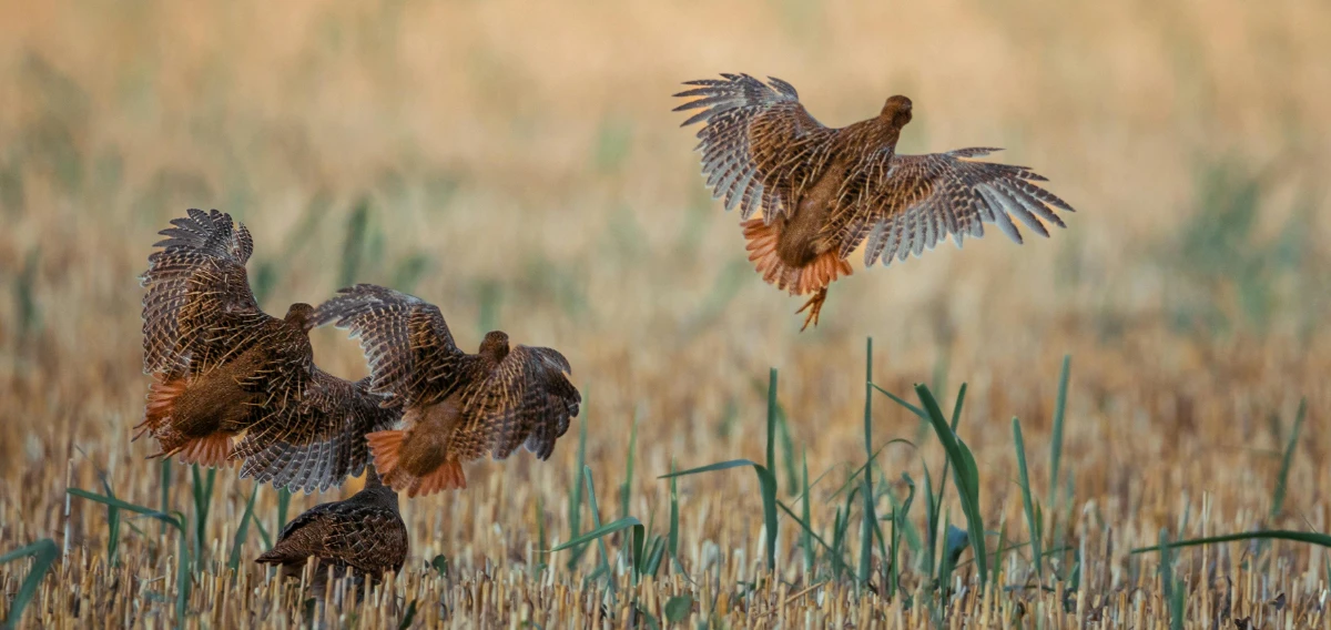 rebhuehner-im-flug-lebensraum-artenvielfalt-alt-ungnade Mehrere Rebhühner starten aus einem Feld in Alt Ungnade – Symbol für Artenvielfalt und naturnahe Lebensräume beim FreirAUm e.V.
