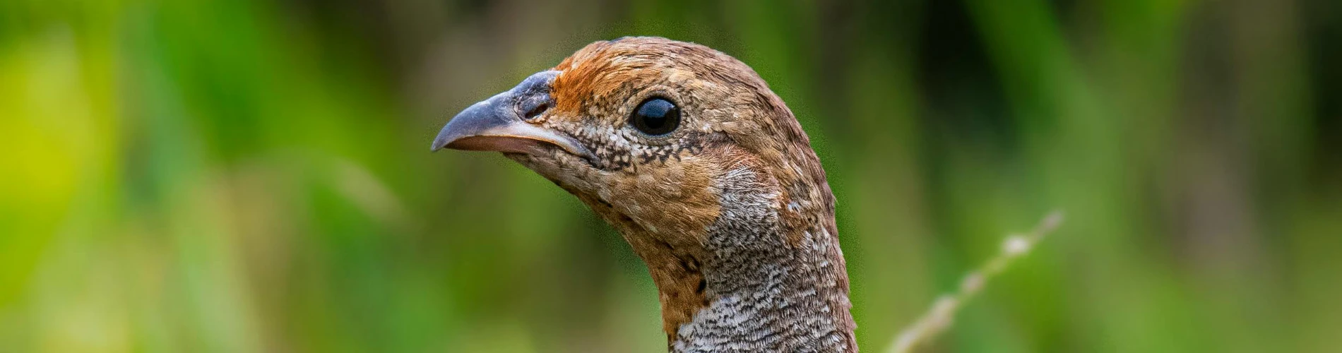 REBHÜHNER UM ALT UNGNADE GESICHTET