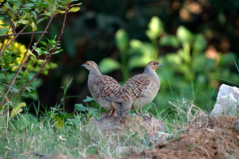 rebhuehner-paar-alt-ungnade-wildvogelbeobachtung-2025 Zwei Rebhühner auf einem Acker bei Alt Ungnade – Beobachtung im Rahmen des Rebhuhnmonitorings in Mecklenburg-Vorpommern 2025